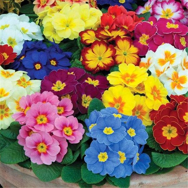 Mixed Color Primula Flower 500 Seeds Low-Maintaince Landscape Flower Variety very easy to grow from seeds
Mixed Color Primula Flower 500 Seeds Low-Maintaince Landscape Flower Variety very easy to grow from seeds