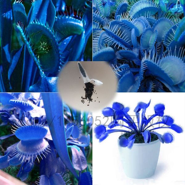 

Синий семена Dionaea Muscipula гигантский клип Венера мухоловка бонсай семена цветов