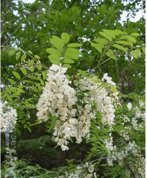 200 семян ЧЕРНАЯ ЛОКУСНАЯ ДЕРЕВО Robinia pseudoacacia Бесплатная доставка
200 семян ЧЕРНАЯ ЛОКУСНАЯ ДЕРЕВО Robinia pseudoacacia Бесплатная доставка