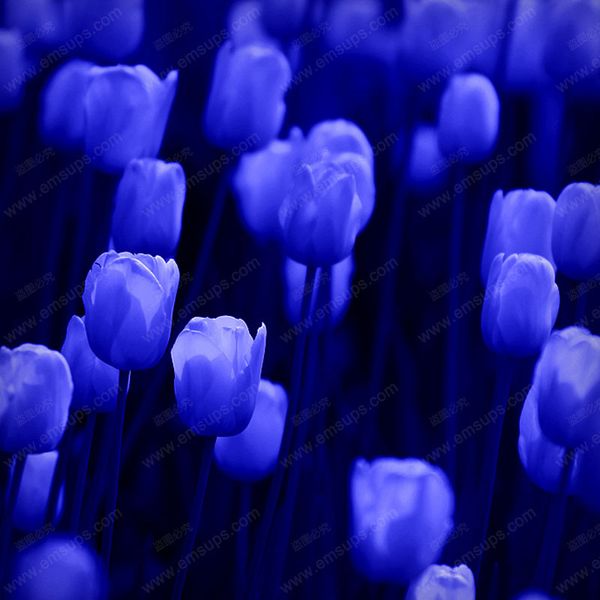 100pcs/bag Bonsai Tulip Seeds Rare Deep Blue Tulip Flower Seeds Home Garden Potted Plants
100pcs/bag Bonsai Tulip Seeds Rare Deep Blue Tulip Flower Seeds Home Garden Potted Plants