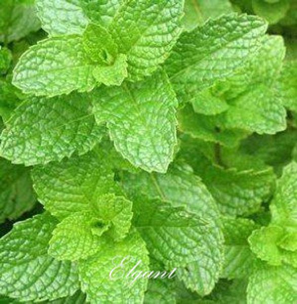Мята колосистая овощная Mentha spicata трава мята 200 семена DIY Главная сад многолетние растения Для приготовления пищи удивительный запах
Мята колосистая овощная Mentha spicata трава мята 200 семена DIY Главная сад многолетние растения Для приготовления пищи удивительный запах