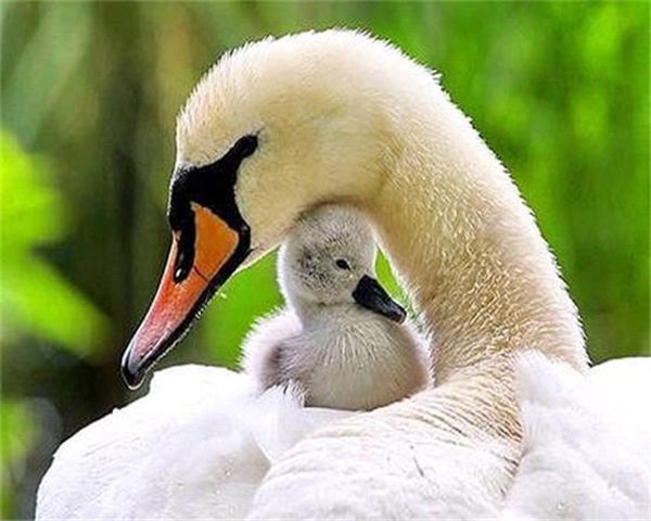 2016 diy diamond painting cross stitch animal swan105 crystal full round drill set unfinished diamond mosaic room ing
2016 diy diamond painting cross stitch animal swan105 crystal full round drill set unfinished diamond mosaic room ing