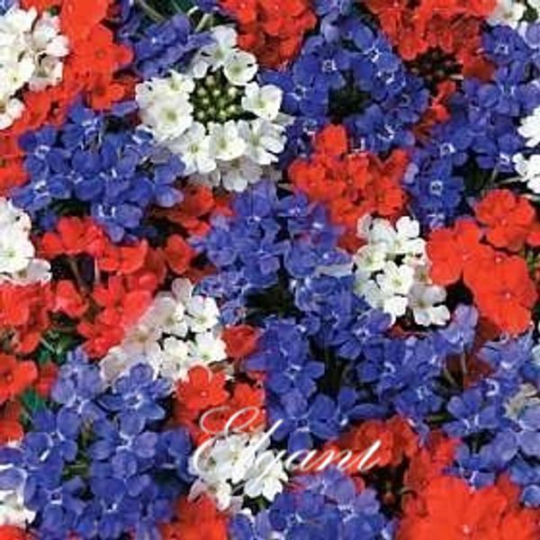 Цветочная смесь вербены Hybrida Color 100 Seeds Легкорастущий однолетний Харди Бонсай Садо
Цветочная смесь вербены Hybrida Color 100 Seeds Легкорастущий однолетний Харди Бонсай Садо