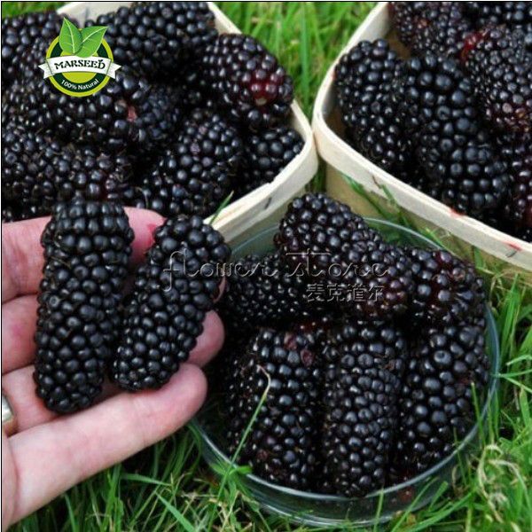 Большой продвижение 100 без колючек ежевики семена ,вкусный ,питательный, сладкий,
Большой продвижение 100 без колючек ежевики семена ,вкусный ,питательный, сладкий,