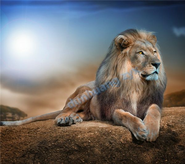 Outros Têxteis de Casa baimafengxiao
Outros Têxteis de Casa baimafengxiao