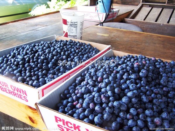 200 american giant blueberry fruit seeds Germination 95%+ 
200 american giant blueberry fruit seeds Germination 95%+