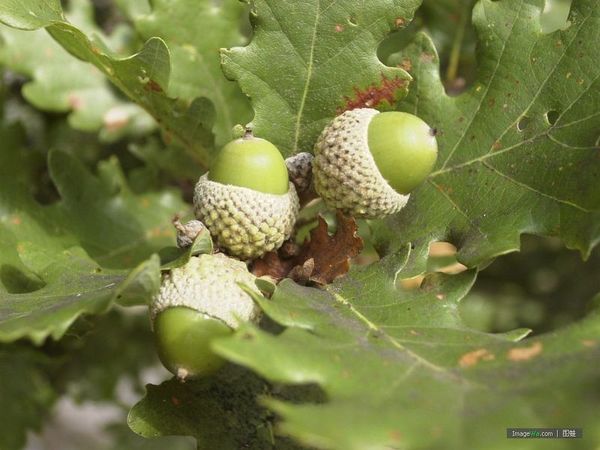Дуб Quercus рубра дерево желудь семян красного дуба - 20 семян Бесплатная доставка
Дуб Quercus рубра дерево желудь семян красного дуба - 20 семян Бесплатная доставка