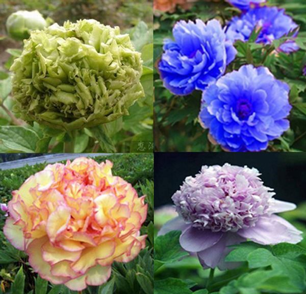 Пион Семена Китая Paeonia suffruticosa Дерево 4 видов фиолетовый цветок и т. Д. 80 семян отдельно, вы получите 4 мешка
Пион Семена Китая Paeonia suffruticosa Дерево 4 видов фиолетовый цветок и т. Д. 80 семян отдельно, вы получите 4 мешка