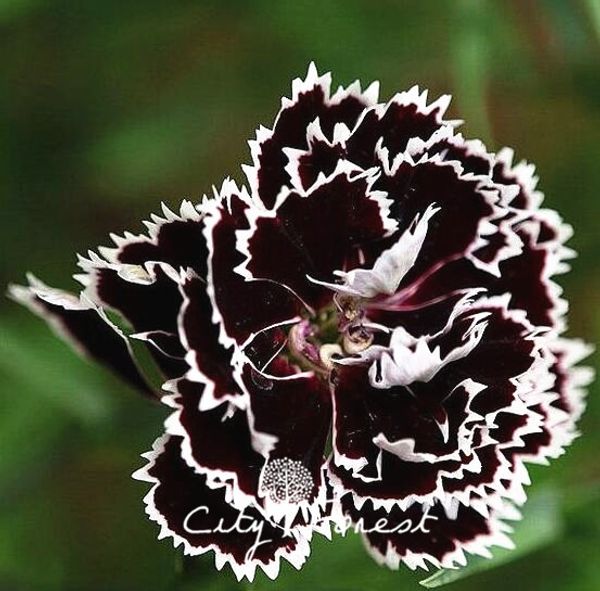 Double Petal Dianthus Sweet William Flower 500 Seeds Mixed Color Super Easy to Grow DIY Home Garden Landscape Flower
Double Petal Dianthus Sweet William Flower 500 Seeds Mixed Color Super Easy to Grow DIY Home Garden Landscape Flower