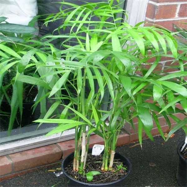 30pcs China Rare Palm bamboo Seeds World's Rare High Grade Bonsai Garden Home Seeds S007
30pcs China Rare Palm bamboo Seeds World's Rare High Grade Bonsai Garden Home Seeds S007