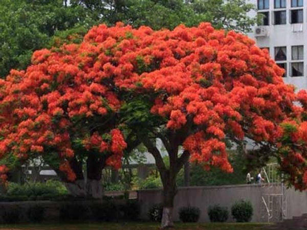 25 свежих семян Delonix regia Tree Royal Poinciana (Яркое дерево Пламенное дерево) Бесплатная дост
25 свежих семян Delonix regia Tree Royal Poinciana (Яркое дерево Пламенное дерево) Бесплатная дост