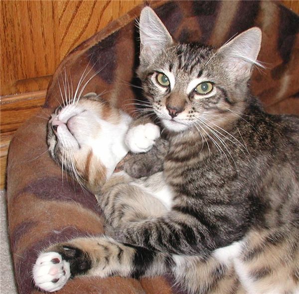 новый рукоделие diy алмаз живопись вышивки крестом наборы полный смолы круглый алмаз вышивка мозаика home decor животных милый черный кот yx
новый рукоделие diy алмаз живопись вышивки крестом наборы полный смолы круглый алмаз вышивка мозаика home decor животных милый черный кот yx