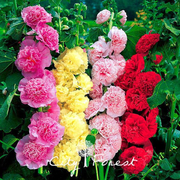 Hollyhock Double Flower Mix Color 100 Семена / мешок Легко для того чтобы вырастить из семян Годово
Hollyhock Double Flower Mix Color 100 Семена / мешок Легко для того чтобы вырастить из семян Годово