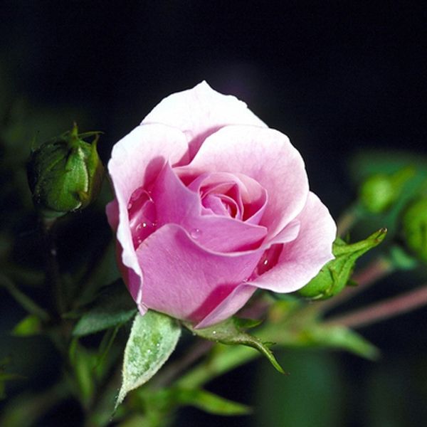 

бесплатная доставка розовая леди роза семена цветов * 100 семян в пакете * дешевые балкон горшечные цветы семена садовых растений