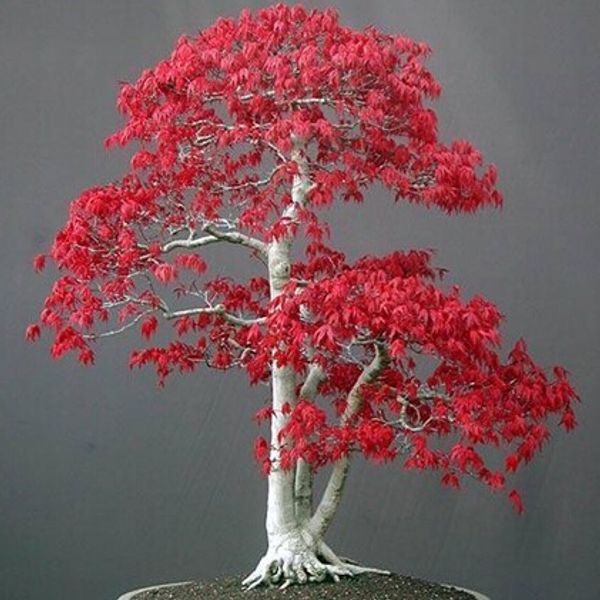 JAPANESE RED MAPLE TREE WITH Bonsai Tree Seeds Home Garden decoration 20 particles / bag
JAPANESE RED MAPLE TREE WITH Bonsai Tree Seeds Home Garden decoration 20 particles / bag