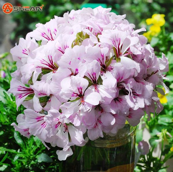 A Package 20 Pcs White Purple Univalve Geranium Seeds Perennial Flower Seeds Pelargonium Peltatum Seeds for Indoor Rooms
A Package 20 Pcs White Purple Univalve Geranium Seeds Perennial Flower Seeds Pelargonium Peltatum Seeds for Indoor Rooms