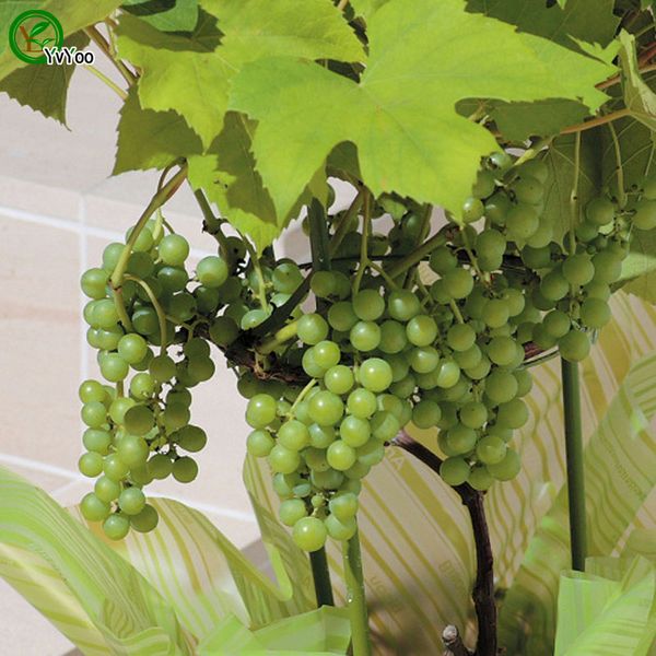 Sementes huangyonbo
Sementes huangyonbo