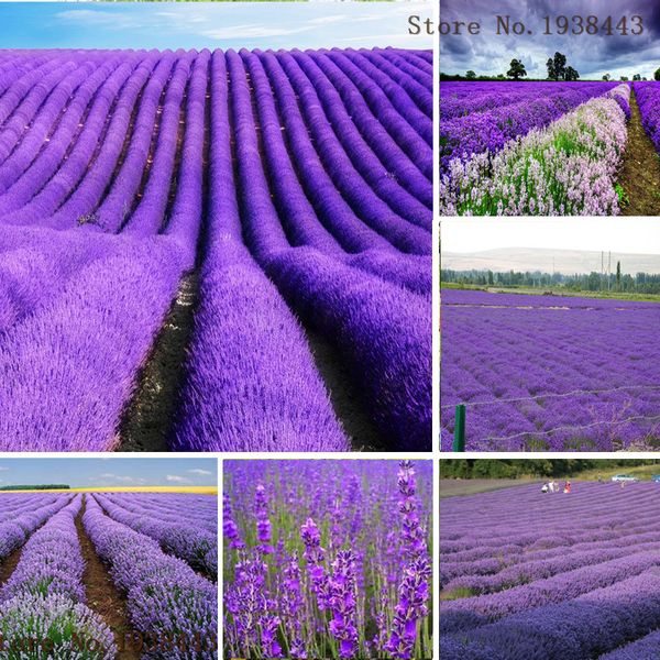 Семена лаванды Lavandula Officinalis садовый цветок лекарственное растение качество AA
Семена лаванды Lavandula Officinalis садовый цветок лекарственное растение качество AA