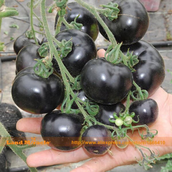 

Семена томата черной перлы, 100 семян / пакет, томат Плодоовощ реликвии Non-GMO съестно