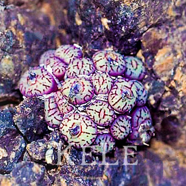jade conophytum minutum суккулентное растение литопс Pseudotruncatella семена 100 семян/мешок,#ITJUHH
jade conophytum minutum суккулентное растение литопс Pseudotruncatella семена 100 семян/мешок,#ITJUHH