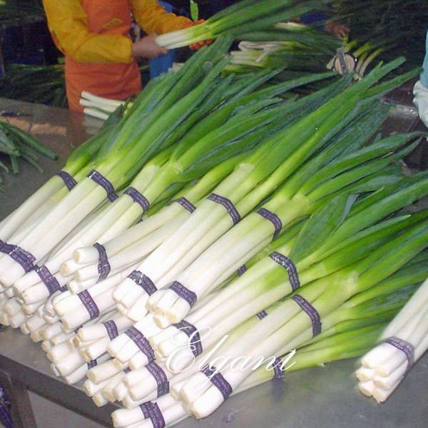 Onion Giant Chinese Vegetable 200 Seeds Popular Cooking Onions Variety Easy-growing Non-Gmo Heirloom Vegetable Seed High Yield
Onion Giant Chinese Vegetable 200 Seeds Popular Cooking Onions Variety Easy-growing Non-Gmo Heirloom Vegetable Seed High Yield