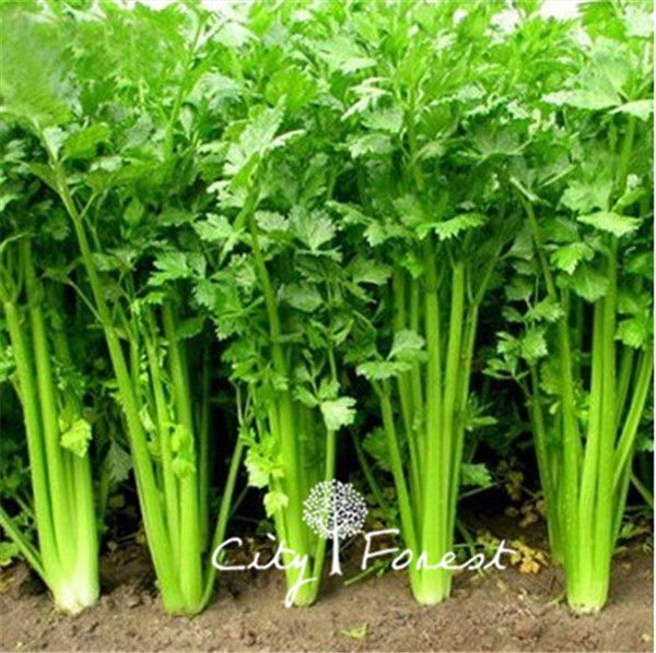 Celery Chinese Small Fragrant Vegetable Seeds 500 Pcs / Bag Crispy Easy to Grow Heirloom Vegetable Seed Container Balcony
Celery Chinese Small Fragrant Vegetable Seeds 500 Pcs / Bag Crispy Easy to Grow Heirloom Vegetable Seed Container Balcony
