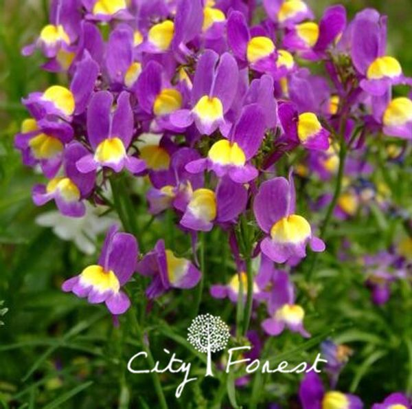 

Toadflax Linaria vulgaris Flower 200 семена / мешок смешанный цвет многолетние цветок редкий сорт