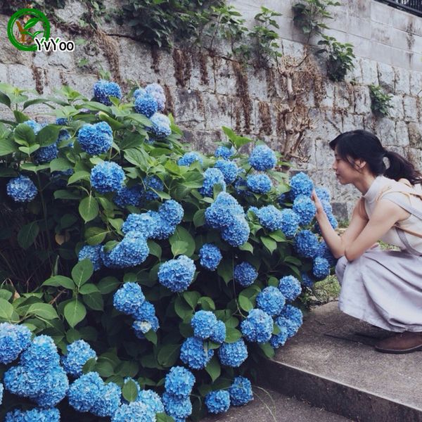 2016 hot Beautiful Hydrangea seeds Flower Seeds Indoor Bonsai plant 30 particles / lot a013
2016 hot Beautiful Hydrangea seeds Flower Seeds Indoor Bonsai plant 30 particles / lot a013