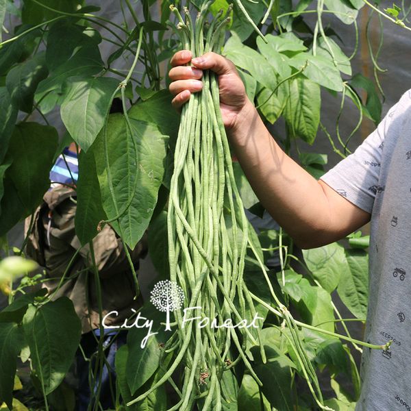 

Yard Long Bean китайский лапша фасоль овощные семена 50 шт. / пакет легко расти фамильные семена овощных культур высокий урожай
