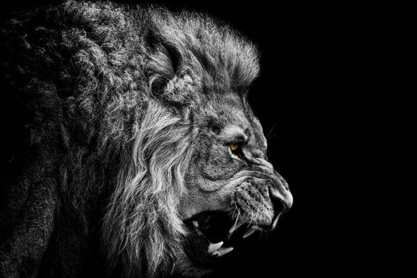 lion poster black and white angry home decor art posters print ppaper 16 24 36 47 inches
lion poster black and white angry home decor art posters print ppaper 16 24 36 47 inches