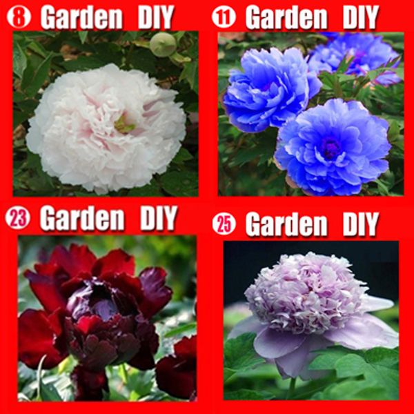 Sementes mosobamboosell
Sementes mosobamboosell