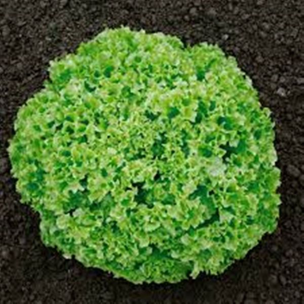Seeds Lettuce Leaf Salad Lolla Biondi Organic Heirloom Vegetable Seed 100 seeds T023
Seeds Lettuce Leaf Salad Lolla Biondi Organic Heirloom Vegetable Seed 100 seeds T023