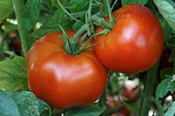 Красный томат, Рутгерса, семейная реликвия, ORGANIC, NON-GMO, сладкий красный ВКУСНЫЕ ПОМ
Красный томат, Рутгерса, семейная реликвия, ORGANIC, NON-GMO, сладкий красный ВКУСНЫЕ ПОМ