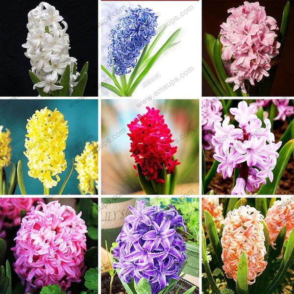 100 шт./лот бонсай Гиацинт семена балкон семена растений 11 сортов Гиацинт Orientalis сем
100 шт./лот бонсай Гиацинт семена балкон семена растений 11 сортов Гиацинт Orientalis сем