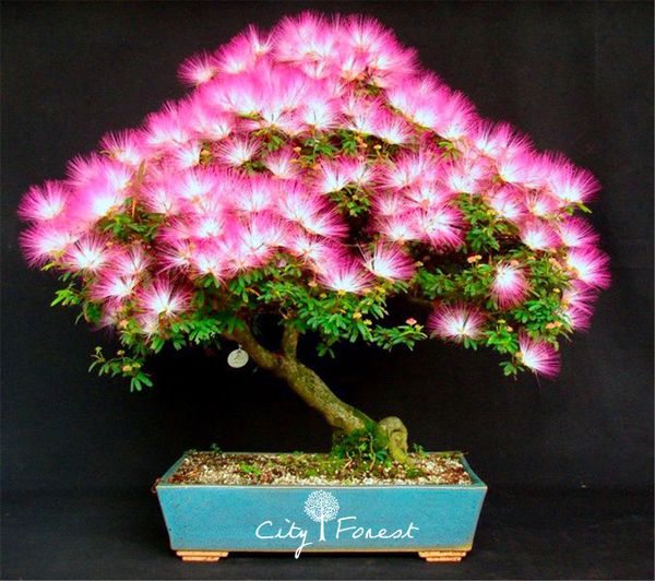 50 Albizia julibrissin Mimosa Silk Tree Flower Seeds DIY Home Garden Bonsai Tree Seeds
50 Albizia julibrissin Mimosa Silk Tree Flower Seeds DIY Home Garden Bonsai Tree Seeds