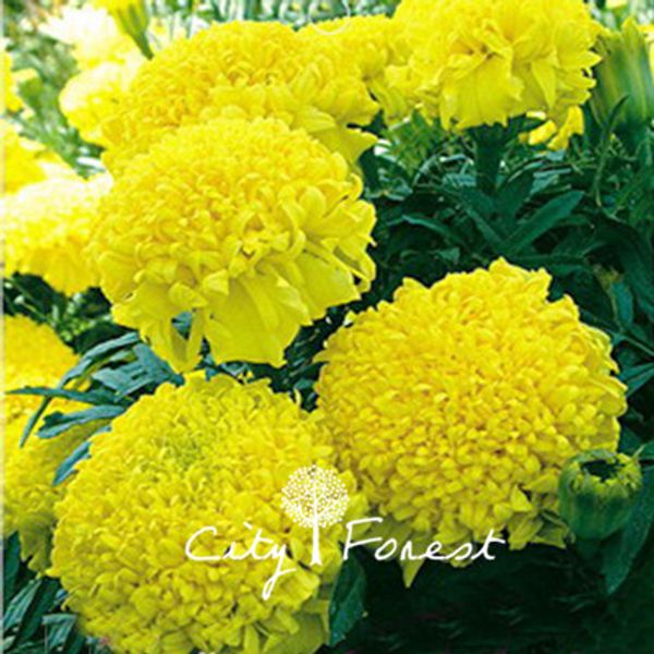 Sementes cityforest
Sementes cityforest