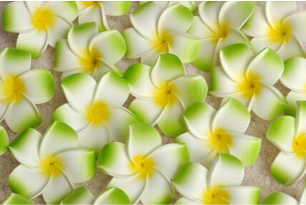 wholesale 700pcs/lot 7cm plumeria hawaiian foam flower for wedding party hair clip flower bouquet decoration
wholesale 700pcs/lot 7cm plumeria hawaiian foam flower for wedding party hair clip flower bouquet decoration