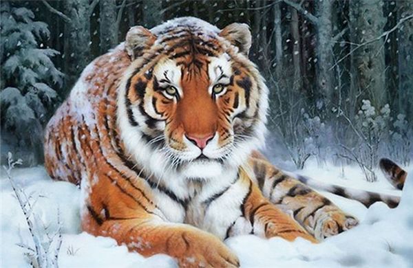 new diy diamond painting cross stitch kits resin pasted painting full round drill needlework mosaic home decor animal snow tiger yx1089
new diy diamond painting cross stitch kits resin pasted painting full round drill needlework mosaic home decor animal snow tiger yx1089