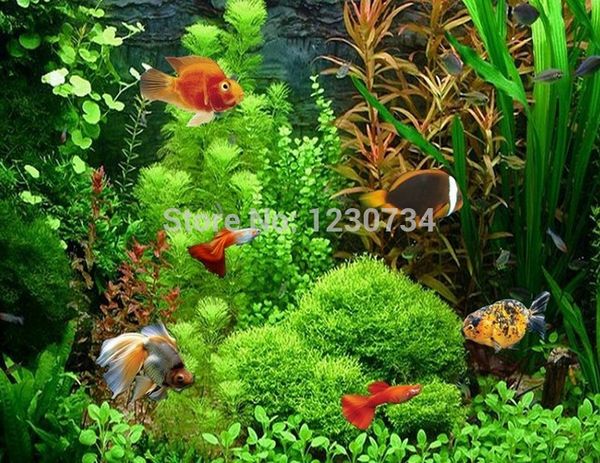 22 varities mix package ,20 г ,семена водорослей ,семена аквариумной травы ,семена водных растений ,высокая выживаемость высокое качество w5
22 varities mix package ,20 г ,семена водорослей ,семена аквариумной травы ,семена водных растений ,высокая выживаемость высокое качество w5