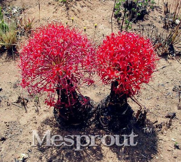 50pcs rare Cloth Wind Flower seeds,bonsai flower seeds,Heirloom Boophone disticha Perennial Flower Seeds, plant for home garden
50pcs rare Cloth Wind Flower seeds,bonsai flower seeds,Heirloom Boophone disticha Perennial Flower Seeds, plant for home garden
