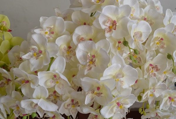 phalaenopsis orchid silk flower heads - 4.8" -artificial flowers heads supplies wholesale lot for wedding make bridal hair clips headba
phalaenopsis orchid silk flower heads - 4.8" -artificial flowers heads supplies wholesale lot for wedding make bridal hair clips headba