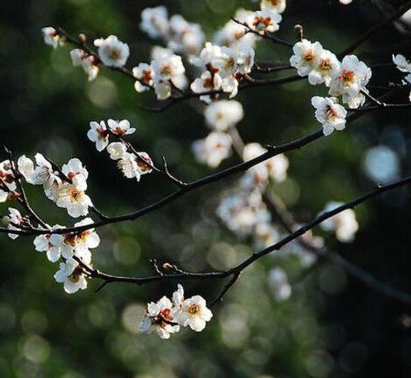 Plum Blossom Armeniaca mume Sieb The plum flower seeds Aromatic perennial flower seeds Wintersweet seeds
Plum Blossom Armeniaca mume Sieb The plum flower seeds Aromatic perennial flower seeds Wintersweet seeds