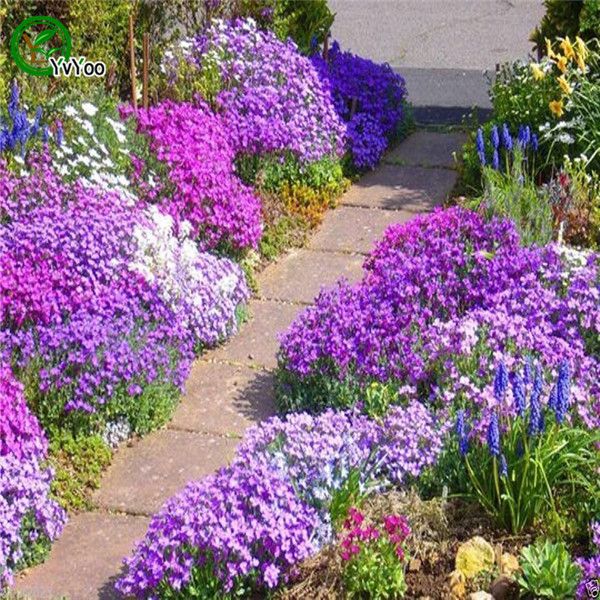 Blue LanTing Mustard Seeds Bonsai Flower Seeds Potted Plants Flowers 40 Particles / Bag L098
Blue LanTing Mustard Seeds Bonsai Flower Seeds Potted Plants Flowers 40 Particles / Bag L098