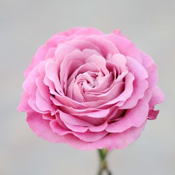 wholesale new varieties colorful rose flower seed 10 color 100 seeds per package gorgeous flower seeds for garden
wholesale new varieties colorful rose flower seed 10 color 100 seeds per package gorgeous flower seeds for garden