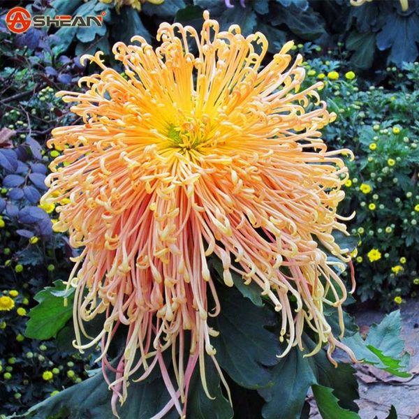 Sementes framedpainting 
Sementes framedpainting