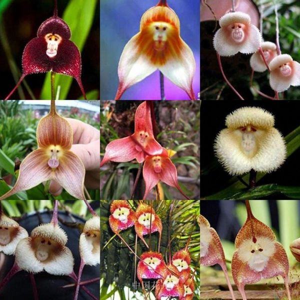 

редкие семена орхидеи,красивые лицо обезьяны орхидеи семена, несколько сортов бонсай семена 100 шт / УП