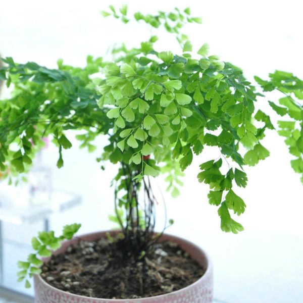 Реликвия органические 3 шт. / пакет Ginkgo biloba gingko Maidenhair дерево семена орехи бонсай де
Реликвия органические 3 шт. / пакет Ginkgo biloba gingko Maidenhair дерево семена орехи бонсай де