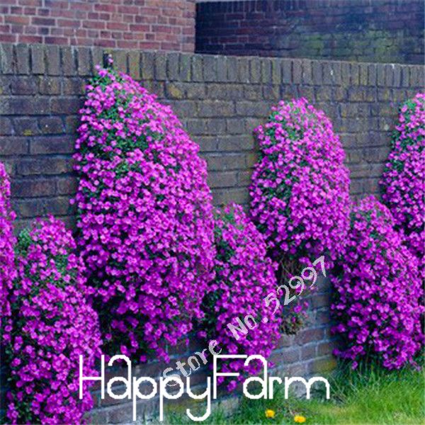 50 Seeds/lot Rock Cress,Aubrieta Cascade Purple FLOWER SEEDS, Superb perennial ground cover for home garden
50 Seeds/lot Rock Cress,Aubrieta Cascade Purple FLOWER SEEDS, Superb perennial ground cover for home garden