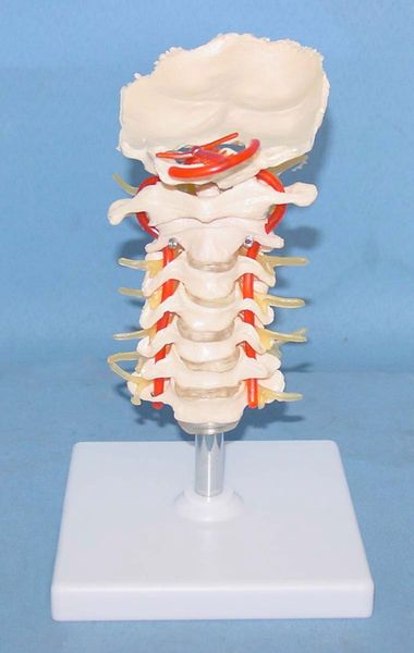 wholesale- cervical vertebra model cervical spine with neck artery occipital bone disc and nerve model skeleton human anatomical model
wholesale- cervical vertebra model cervical spine with neck artery occipital bone disc and nerve model skeleton human anatomical model