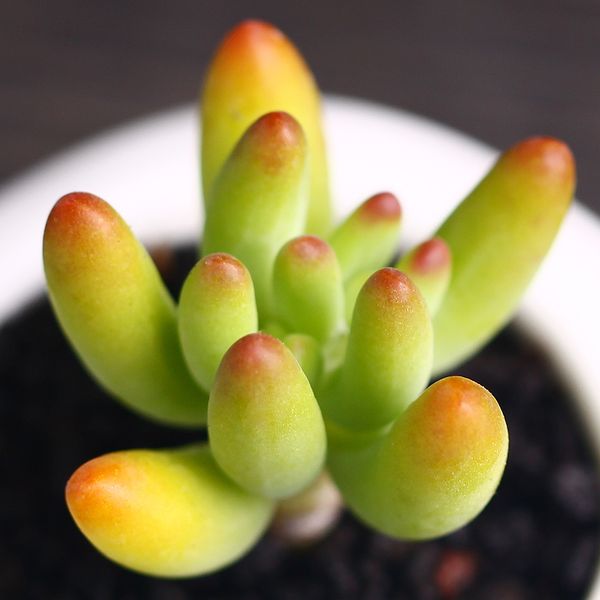 30 / шт. Южная Корея импортировала семена, чтобы вырастить свои собственные восемь
30 / шт. Южная Корея импортировала семена, чтобы вырастить свои собственные восемь